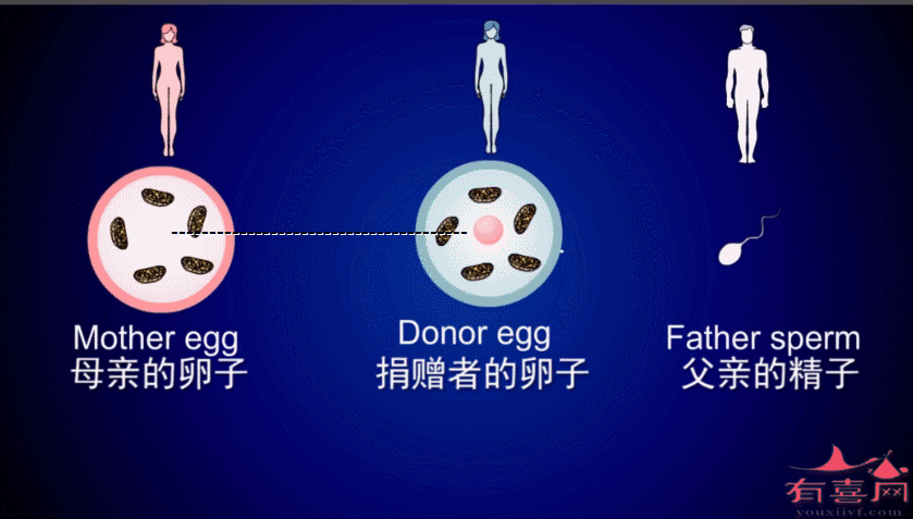 试管供卵试管代怀指南(试管供卵试管代怀全面指南)